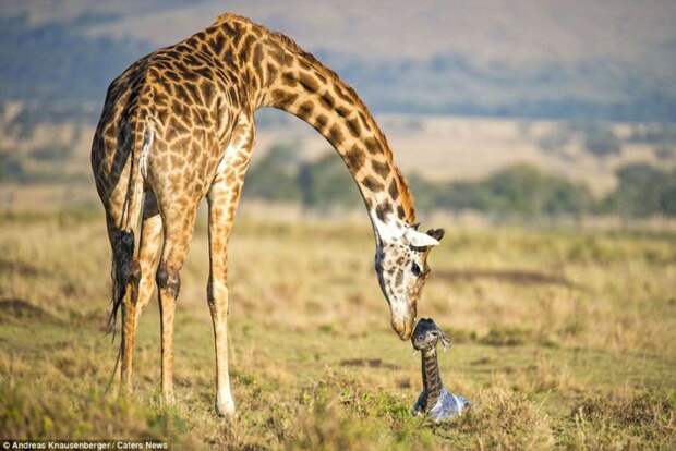 Рождение жирафа фотографии, рождение жирафа в дикой природе, родился маленький жираф
