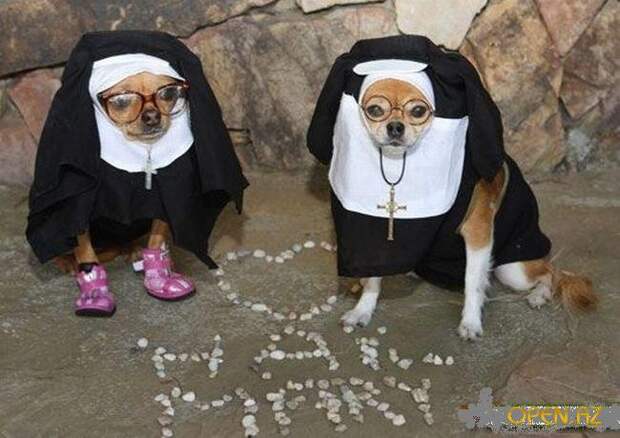 Funny Animals