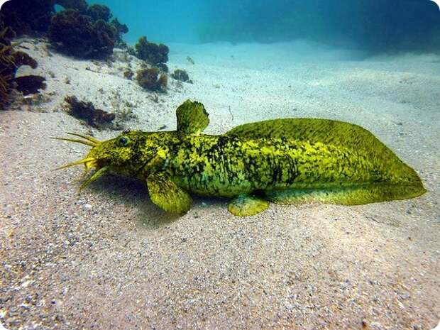 Южноавстралийский угрехвостый сом (лат. Cnidoglanis macrocephalus)
