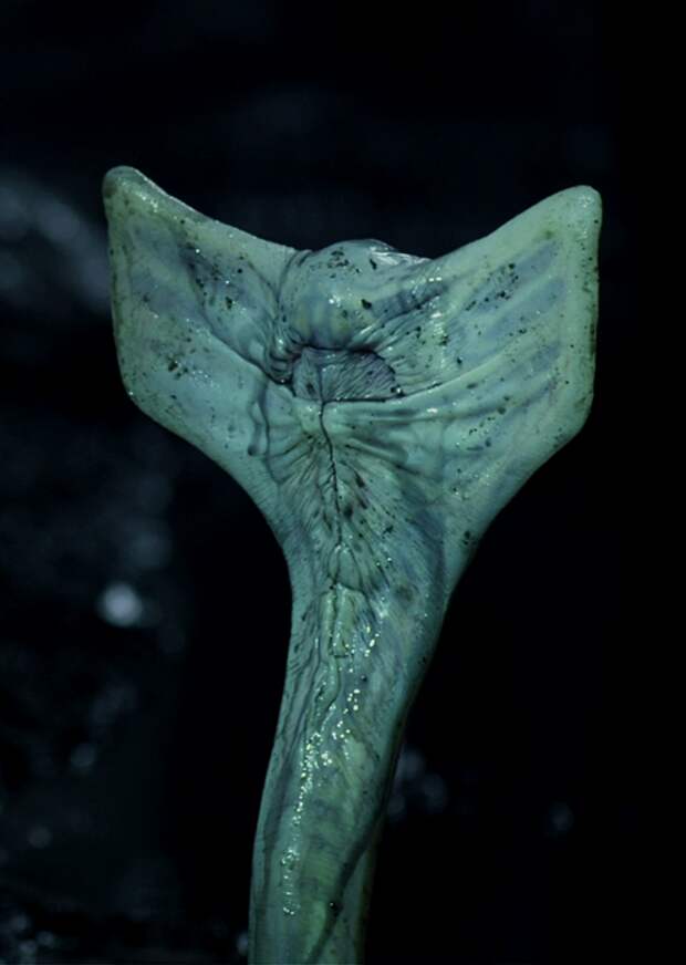 Трилобит прометей. Трилобит прометей. Трилобит прометей. Лицехват чужой прометей. Трилобит прометей.