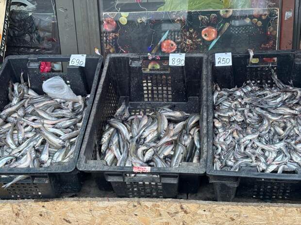 Продажи корюшки в Петербурге могут вырасти на 10%
