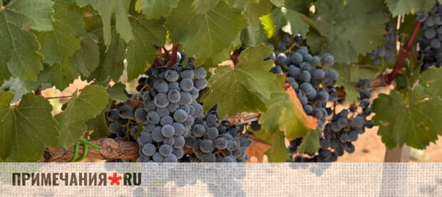 Потепление климата открыло для крымских виноделов новые возможности