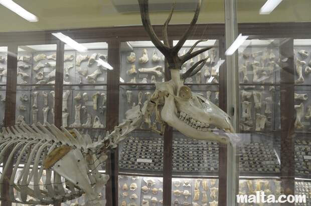 deer-skeleton-shown-in-the-ghar-dalam-cave-s-museum-of-birzebbuga
