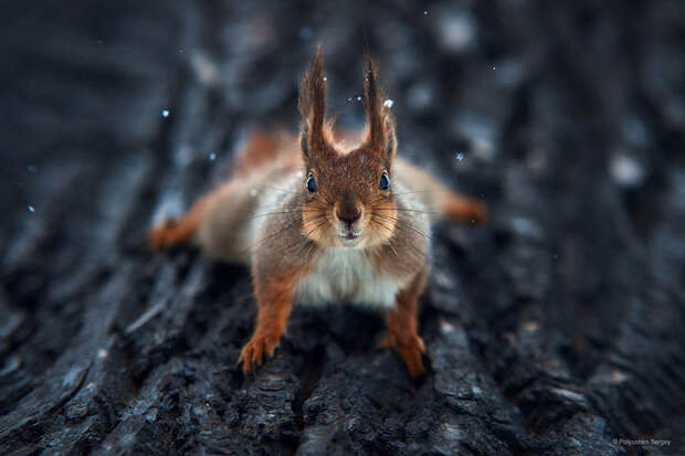 animal-portraits-sergey-polyushko-12-582b05dfc64c1__880