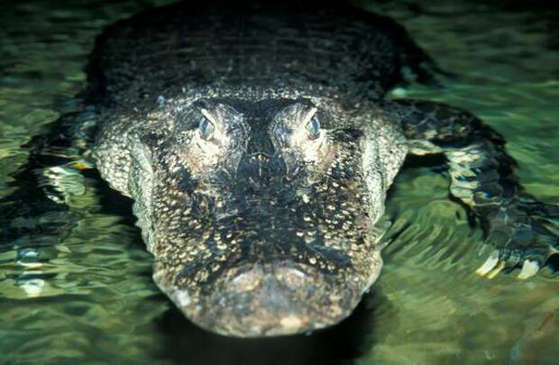 Аллигаторы являются инженерами водно-болотных угодий