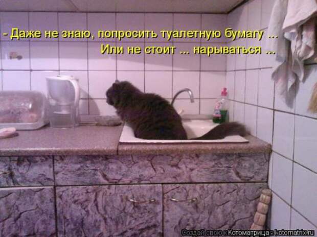 Котоматрицы(картинки с надписями)
