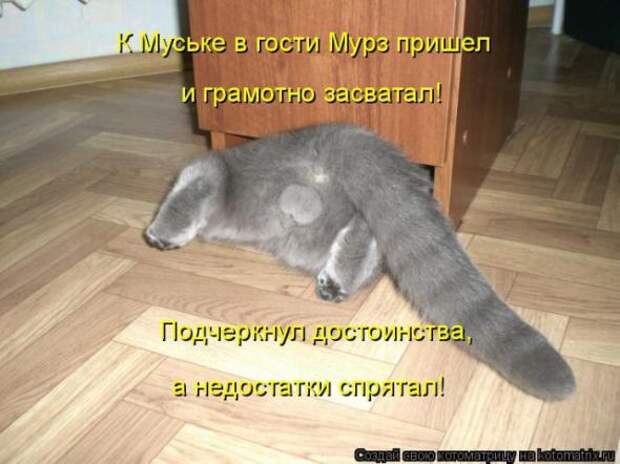 Котоматрицы(картинки с надписями)