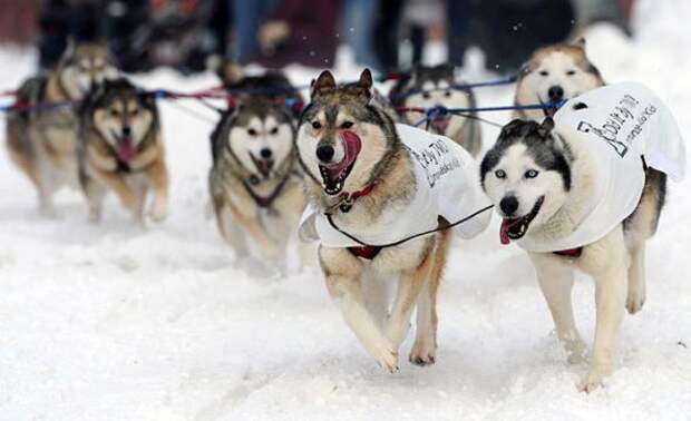 Гонка на собачьих упряжках Iditarod 2013