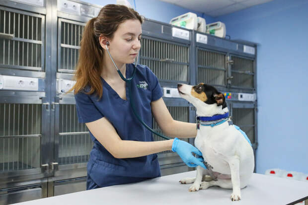 В КП выяснили, что в 2025 году сильно подорожали ветеринарные услуги