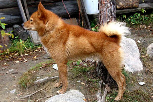 Finnish Spitz