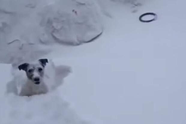 Хозяин, я смогу! Фото: стоп-кадр Norilsk News, Youtube.