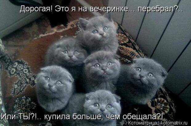 Котоматрицы(картинки с надписями)