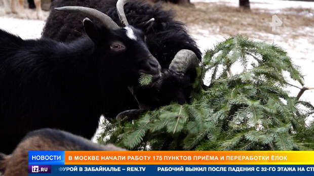 Дать дереву вторую жизнь: 175 пунктов утилизации елок открыли в Москве