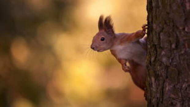 animal-portraits-sergey-polyushko-10