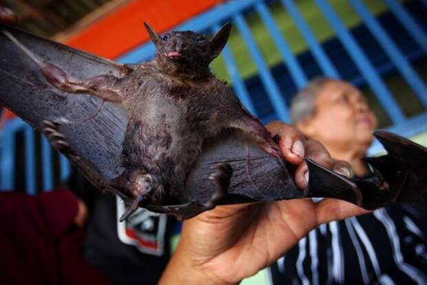 Bats Consumed For Good 22 800x533 Поедая мясо летучих мышей