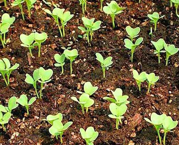 Бегония клубневая - правила выращивания из рассады. Советы по подбору правильного места и грунта