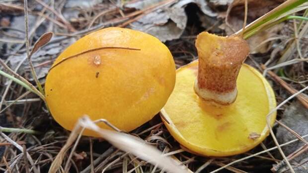 Ядовитый агаритин: эксперт рассказал, почему люди травятся съедобными грибами