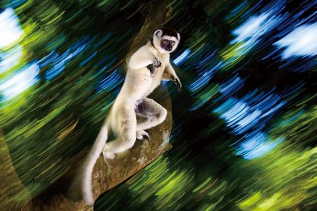 Обезьяны рода сифаки обитают только на острове Мадагаскар. Местные жители уверены, что сифаки — это души умерших соплеменников, а потому относятся к животным с почтением