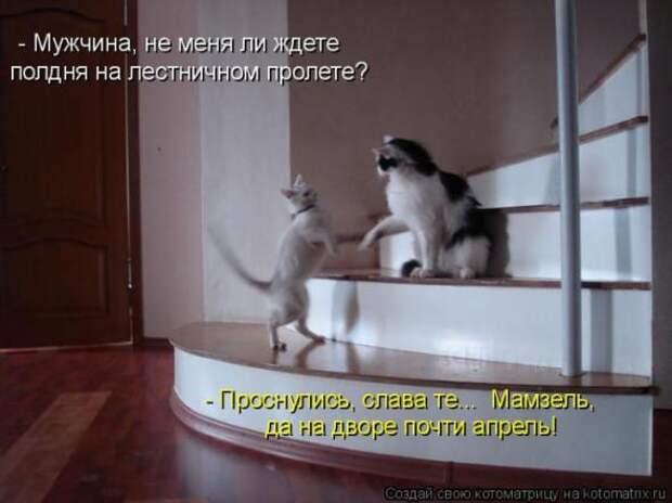 Котоматрицы(картинки с надписями)