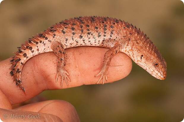 Плоская эгерния (лат. Egernia depressa)
