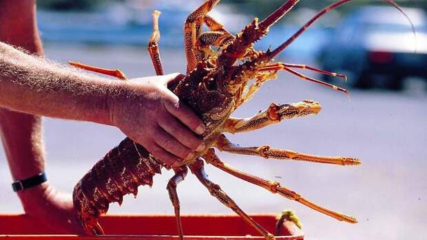 http://resources3.news.com.au/images/2010/03/08/1225838/097071-lobster.jpg