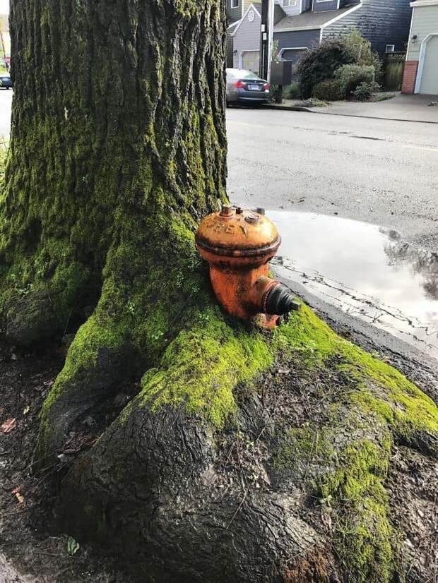 This Tree Grew Around A Fire Hydrant This Tree Grew Around A Fire Hydrant
