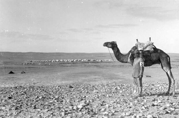 Верблюд и санитар, Египет, 1916