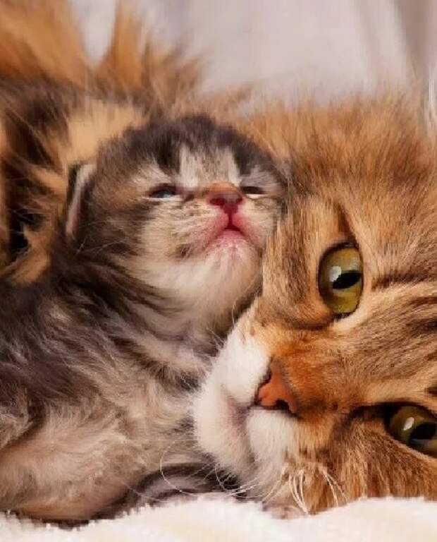 плсмл (565x700, 257Kb)