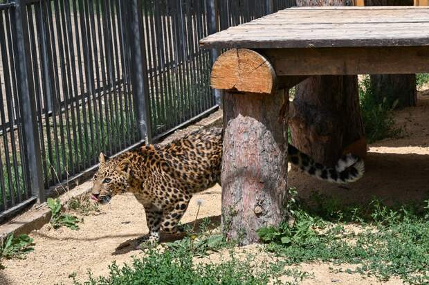 В симферопольском зооуголке оборудовали новый вольер для леопарда