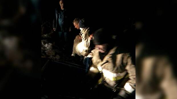 Провалившегося под лед алабая спасли силами десятков человек на Южном Урале 