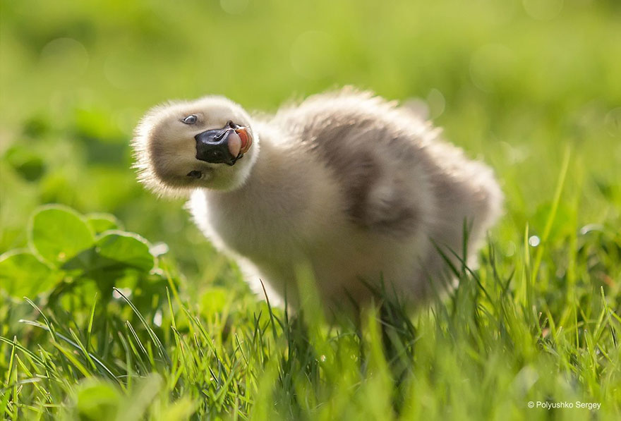 animal-portraits-sergey-polyushko-5-582b05d084f19__880