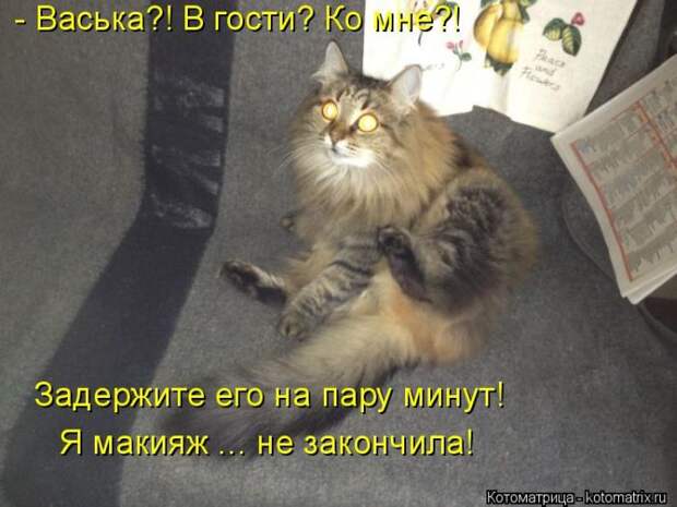Лучшие котоматрицы недели (50 фото) Лучшие котоматрицы недели (50 фото)