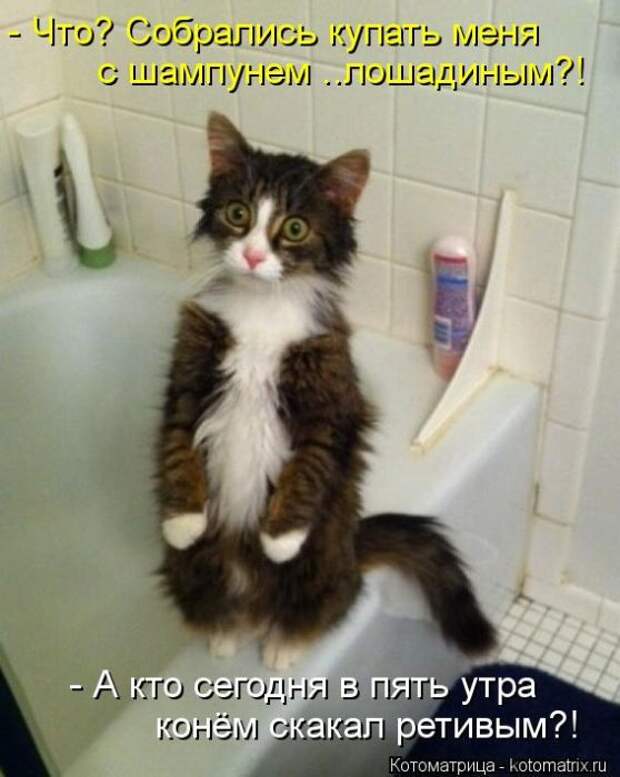 Котоматрицы (картинки с надписями)