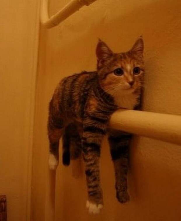 Котики