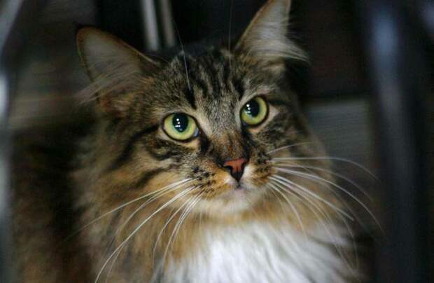 Россиянка в Калининграде бросила кота на границе ради здоровья сына