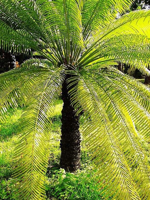 саговая пальма (450x600, 151Kb)