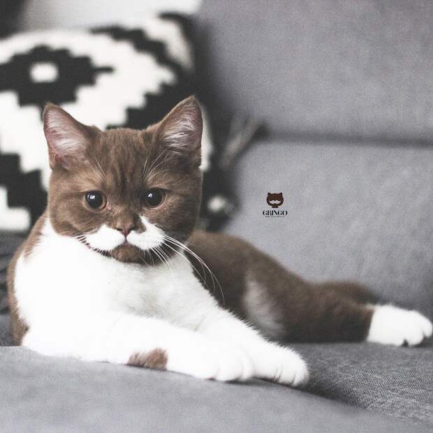 6 милых и немного серьезных фото усатого кота Гринго