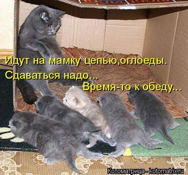 Свежая котоматрица для всех (38 фото)