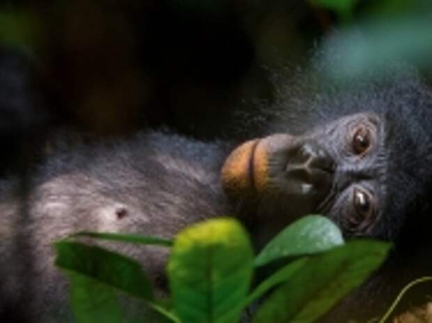 Молодая самка бонобо отдыхает в лесу Луи-Котале в Демократической Республике Конго. Ее губы стали оранжевыми от съеденной глины – возможно, так животное нейтрализует растительные токсины, попадающие в организм с пищей.