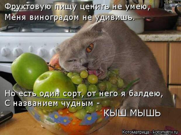 Лучшие котоматрицы недели (50 фото)