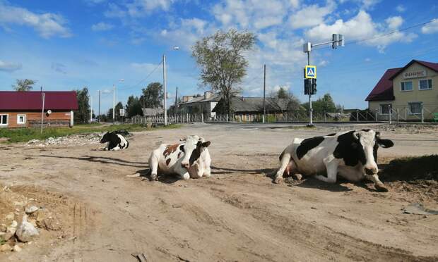 В Архангельске ученые планируют разработать оптимальную рецептуру кормов для животноводства