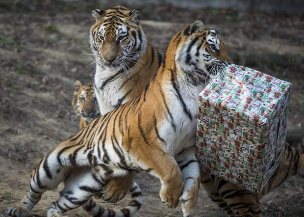 Merry Christmas, мистер Тигр! Как жители зоопарков открывали подарки