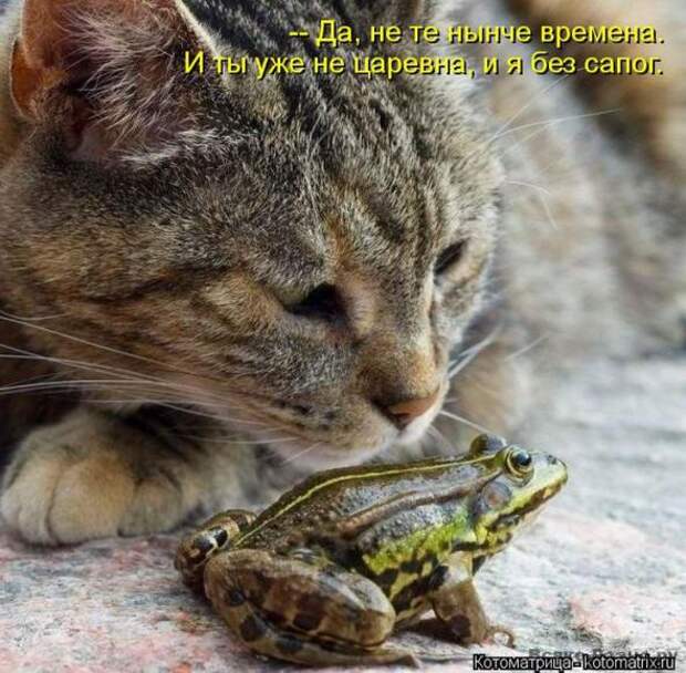 Котоматрицы(картинки с надписями)