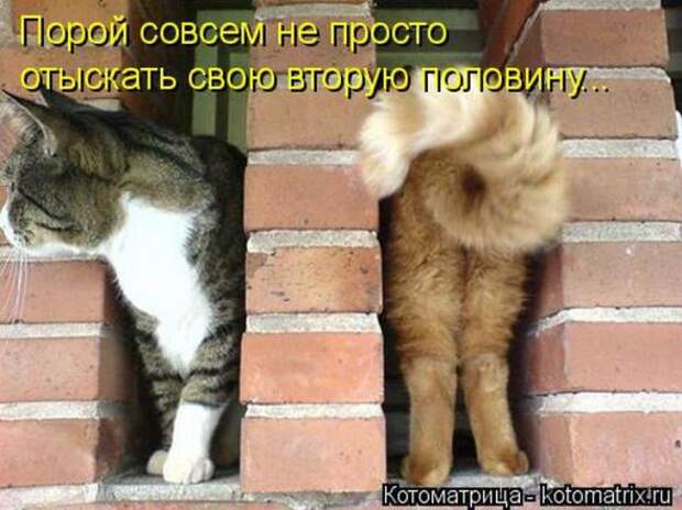 Котоматрицы(картинки с надписями)