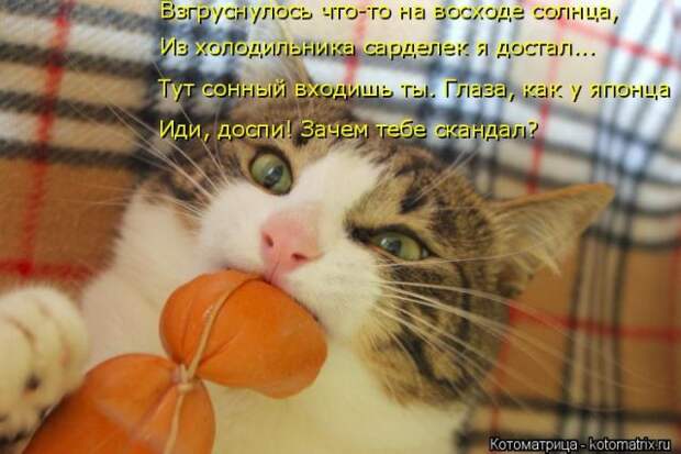 Лучшие котоматрицы недели (50 фото)