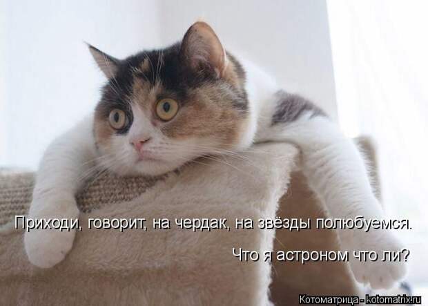 Лучшие котоматрицы недели (50 фото) Лучшие котоматрицы недели (50 фото)