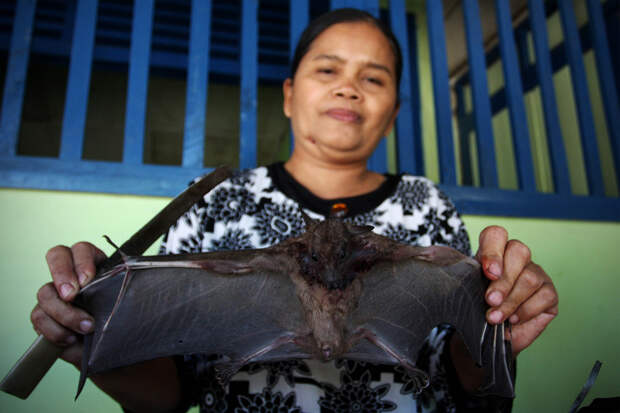 Bats Consumed For Good 14 Поедая мясо летучих мышей