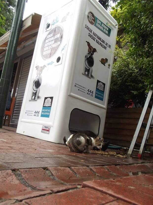 Pugedon vending machine, автомат бездомные животные турция