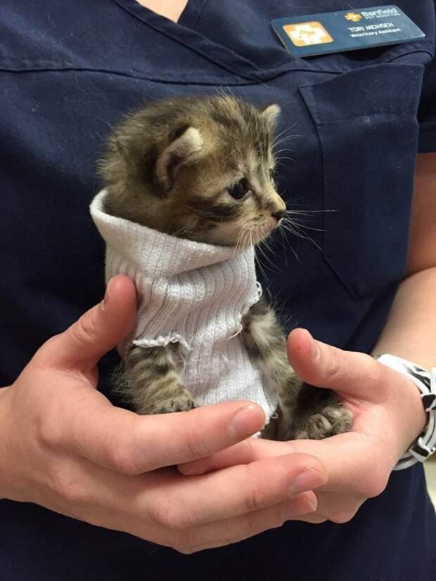Котенок, спасенный от урагана «Мэтью», получил крошечный свитер из носка и обрел свой новый дом животные, котенок, спасение, ураган