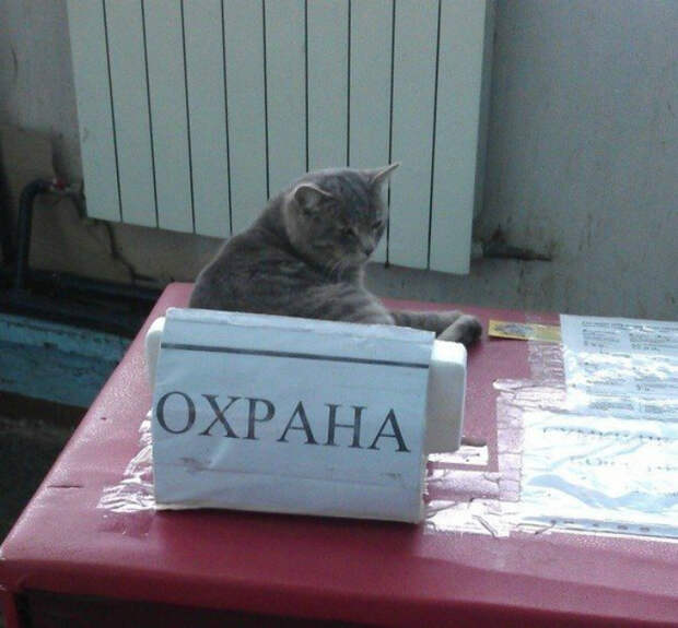 Когда с охраной все в порядке! | Фото: от 123ru.net. Когда с охраной все в порядке! | Фото: от 123ru.net.